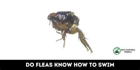 Can Fleas Swim? Exploring the Aquatic Abilities of Fleas and Beyond