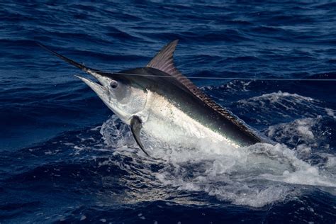 How Fast Do Black Marlin Swim: And Why Do They Always Look Like They're Late for a Meeting?