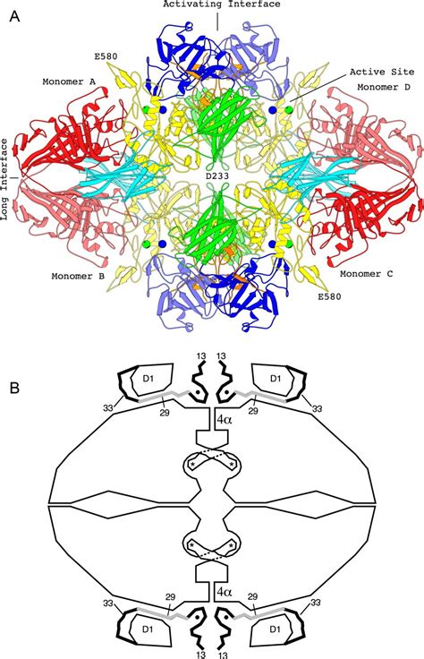 Is Beta Galactosidase a Protein: A Journey Through the Labyrinth of Molecular Mysteries