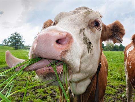 Is Grass Healthy for Humans? And Why Do Cows Smile So Much?