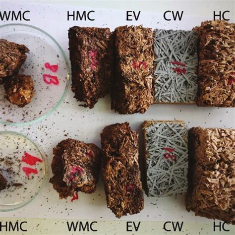 Mycelium Biocomposites: L’Alternative Durable aux Plastiques Traditionnels !