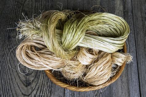  Ramie: Une Fibre Textile Extraordinaire à Base de Plantes!