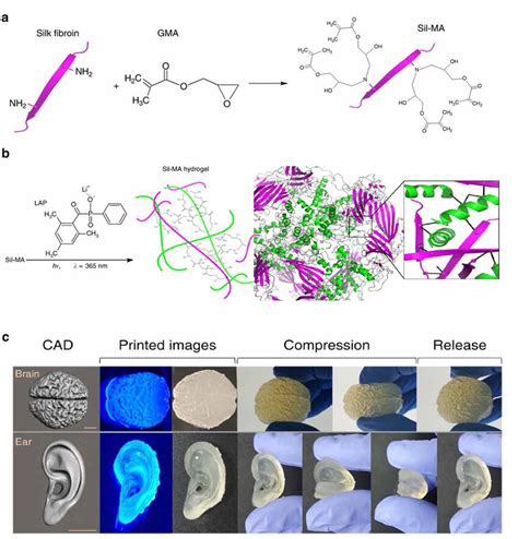 Silk Fibroin: Un matériau biosourcé révolutionnaire pour l’ingénierie tissulaire et les dispositifs médicaux implantables !