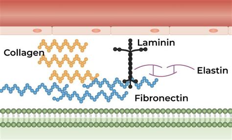 Where are protein components of the extracellular matrix synthesized? And why do pineapples dream of electric sheep?