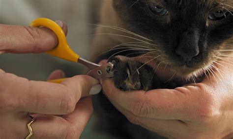 猫の爪切り 料金：なぜ猫は爪を切る必要があるのか？